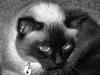 Susie Q (pic. #4)